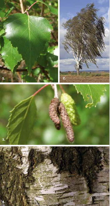 Brochure-ParcdeLEurope-BouleauDeSable