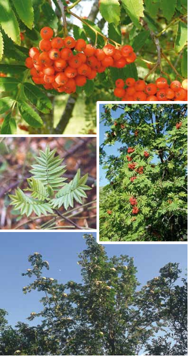 Brochure-ParcdeLEurope-FrêneDesMontagnes